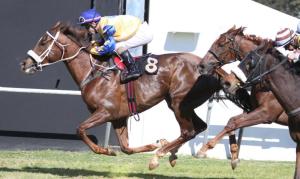 Iron Lady  followed by Arrowfield and Say So Tiger. 