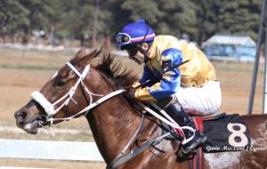 The Var mare, Iron Lady.