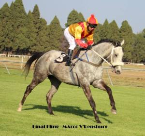 The Gharir (IRE) gelding, Final Fling - second run after a layoff.