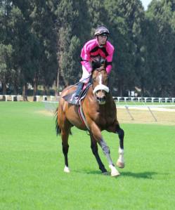 Brendon McNaughton rides Nimble Dancer again.
