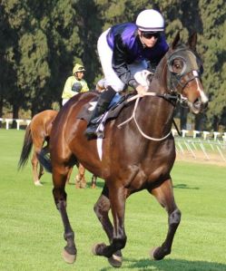 Principled Man with Apprentice Wes Marwing in the irons. Andrew Fortune rides on Sunday.