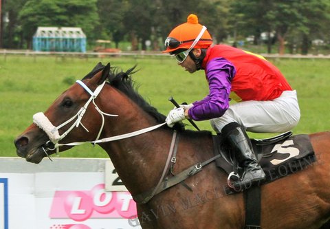 Cool Solution Herholdt Guineas Trial