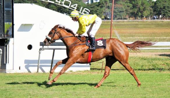 Duffi's Call McNaughton 1800 MR 80