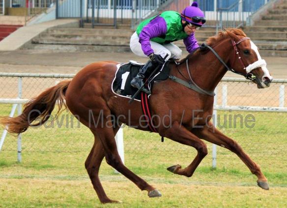 Haga Haga Herholdt MJP 1100