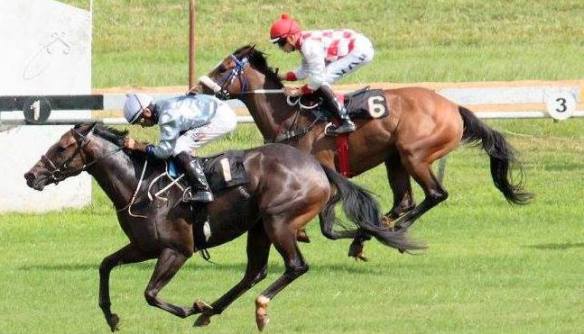 Wylde Style Simons Solinski then golden Mystery and Lady Carina