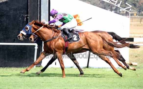 Haga Haga Perfect Grace