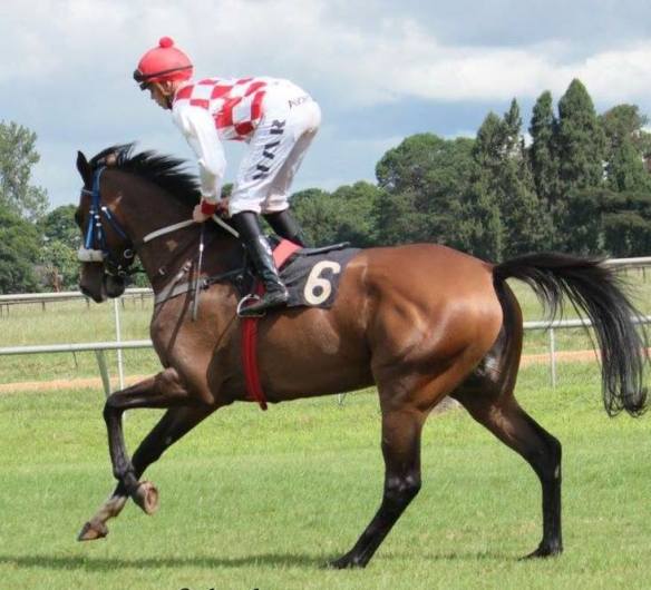 Solinski 2016/17 joint Horse of the year