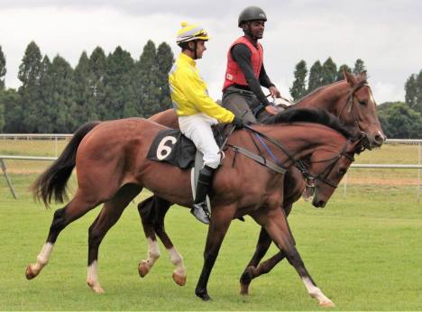 Sweet Tea with Fanie Chambers aboard. Calvin Habib rides on Sunday.