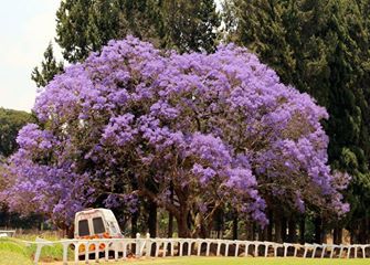 jacaranda
